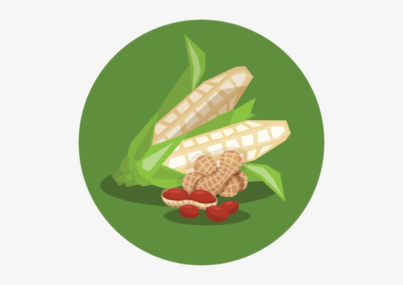 Aflasafe Cuts Aflatoxin In Maize And Groundnut By 80% - Illustration, transparent png