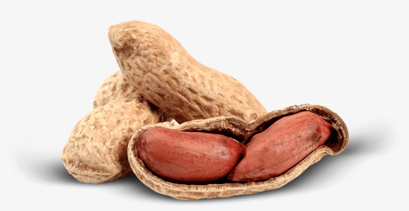 We Value Our Close Ties With Our Buyers And Importers - Peanut, transparent png