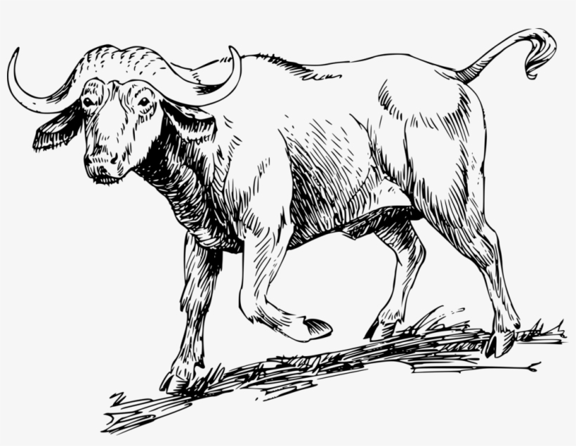 Water Buffalo American Bison African Buffalo Computer, transparent png