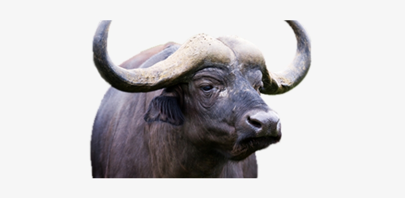 Buffalo Breeding - Hoax, transparent png