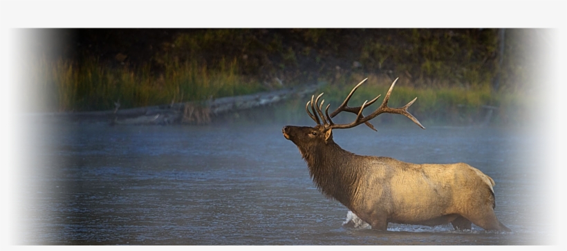 Yellowstone National Park, transparent png