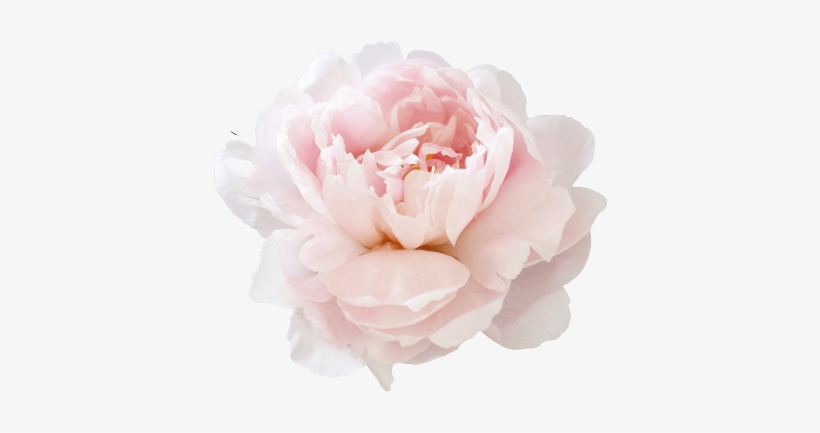 God Watches The Heart - White Peony Png, transparent png