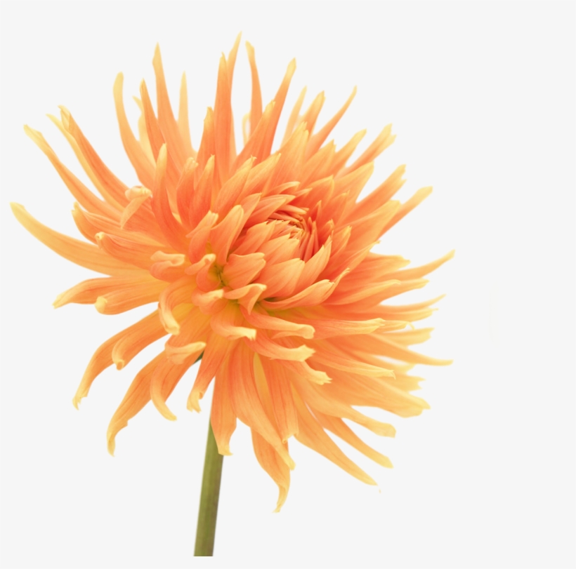 Gerbera Daisies Flowers Png - Картина Оранжевый Цветок, transparent png