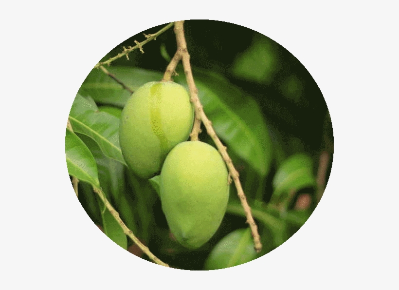 About Mangoes - Salem Mango Tree, transparent png