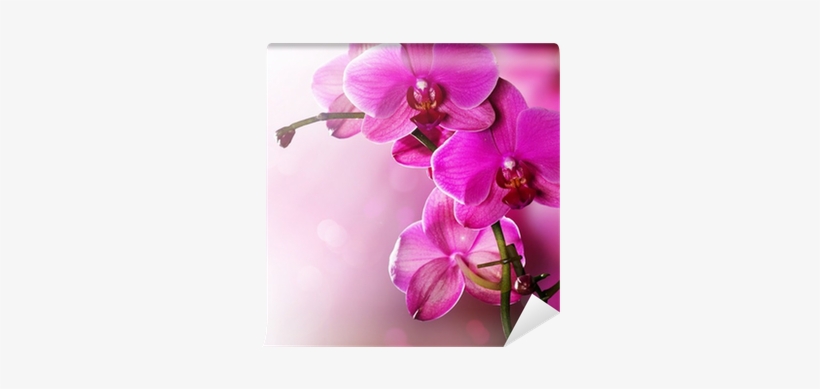 Papel Parede Pc Flores, transparent png