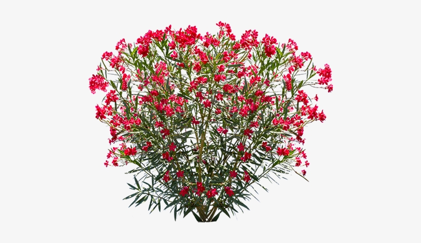 Oleander - Valerian, transparent png