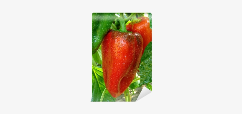Sweet Red Pepper Growing On A Plant Wall Mural • Pixers® - Peperoncino, transparent png