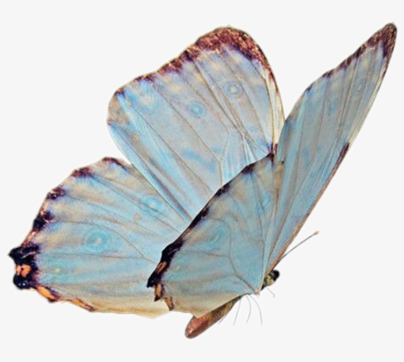 Butterfly Png Niche Nichememe Sticker Freetoedit Butter - Polyommatus, transparent png