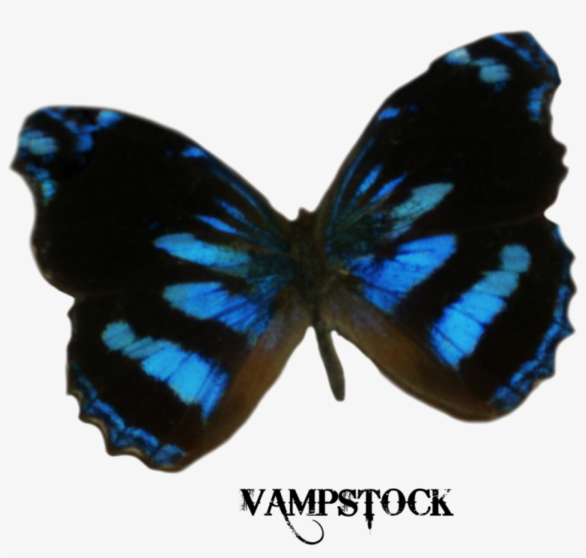 Dark Blue Butterfly Png, transparent png