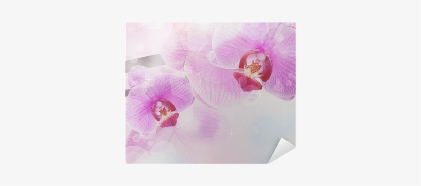 Orchid Flower Background, Tender Blur Colors And Bokeh - Photography, transparent png