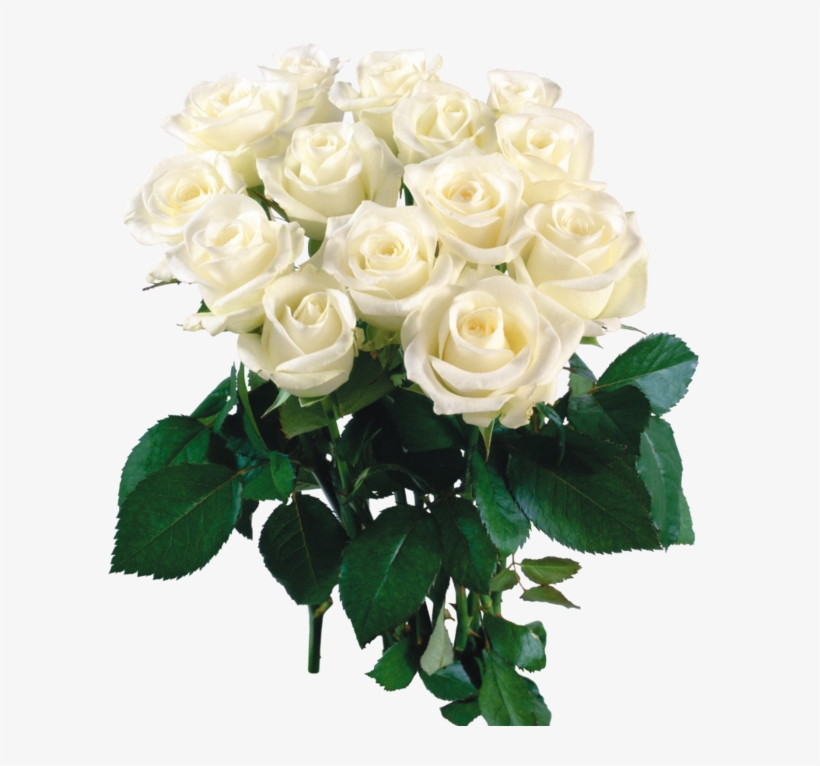 2444 X - Beautiful Flowers Roses White, transparent png