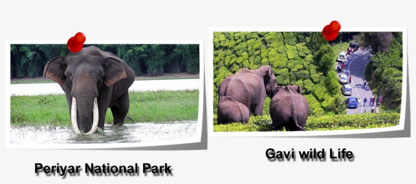 Kerala - Thekkedy - Tirupati, transparent png