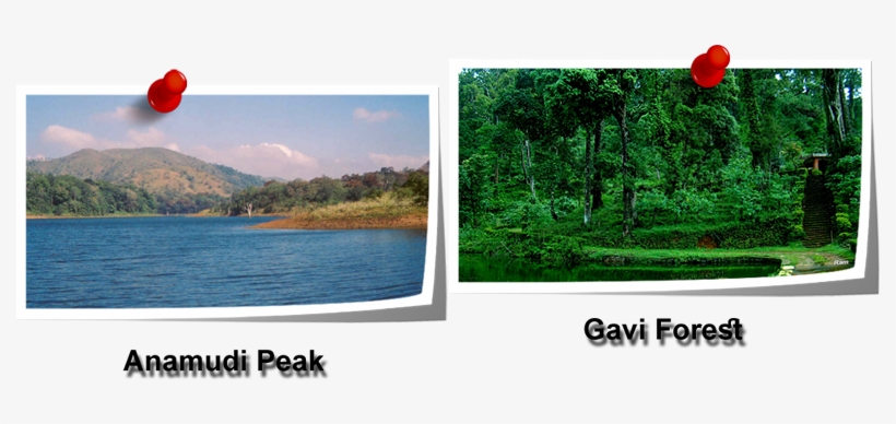 Periyar National Park And Wildlife Sanctuary Is A Protected - Tirupati, transparent png
