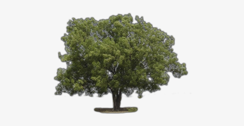 Click Here To See Neem Tree Album - Neem Tree, transparent png