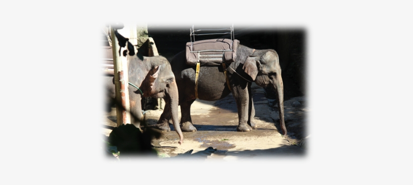 Image003 - Indian Elephant, transparent png
