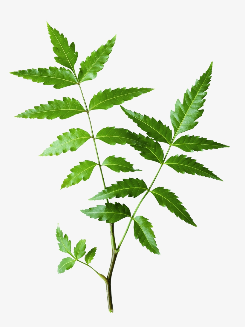 Neem - Himalaya Neem Leaves, transparent png