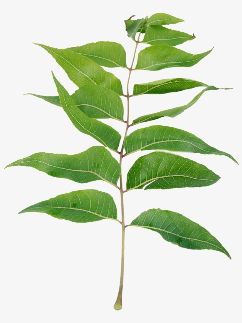 Neem Leaves Powder, Dietary Supplement - Neem Tree Leaf Png, transparent png