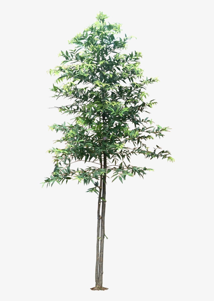 3d Trees, transparent png