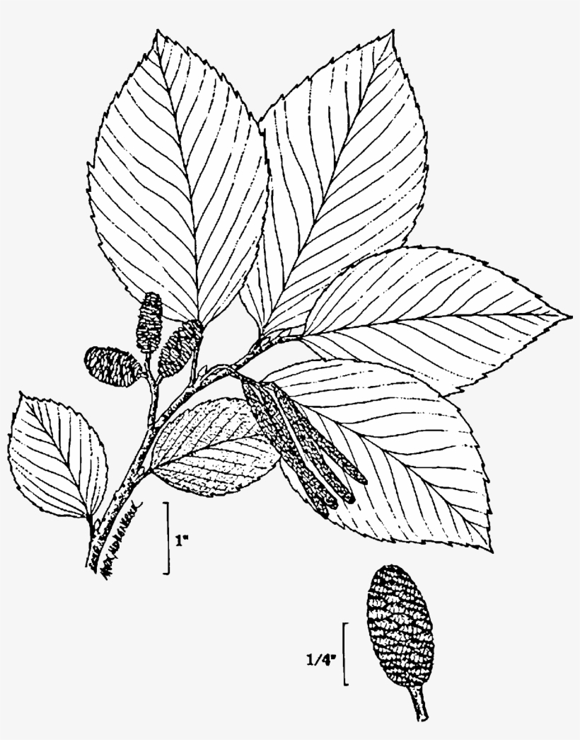 File Alnus Incana Drawing Wikimedia Commons Png Leaf - Transparent Png Plant Drawn, transparent png