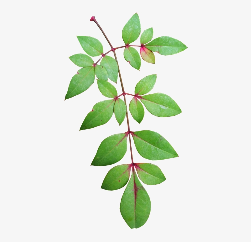 Collection Of Free Bamboo Drawing Leaf Download On - Garden Leaves Png, transparent png