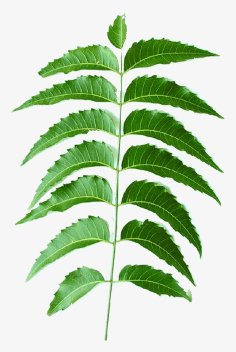Tips & Advice For Home Remedies For Fatty Liver From - D-aloe Aloe Vera Neem Face Wash 100ml Face Wash, transparent png