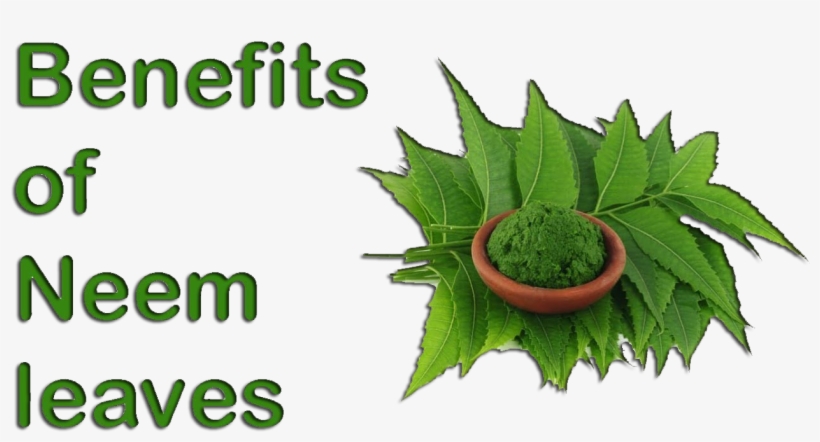Make A Paste Out Of The Neem Leaves And Dab It On Your - Botanical Name Of Neem, transparent png