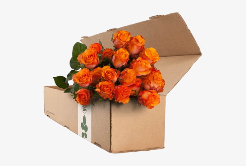 24 Orange Roses - Rose, transparent png