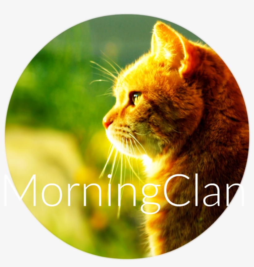 Cat Morning Sun Hd Walselpaper - Orange Tabby Cat Profile Image Iphone 4, transparent png