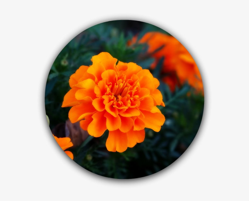 Marigold-1 - Hinh Nen Hoa Thuoc Duoc, transparent png