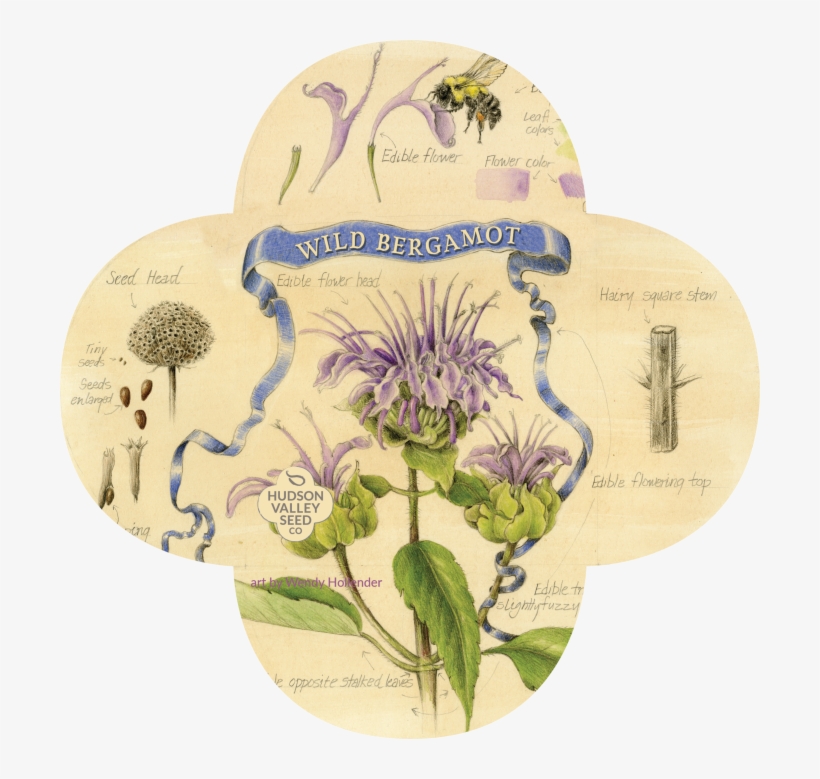 Datura, transparent png