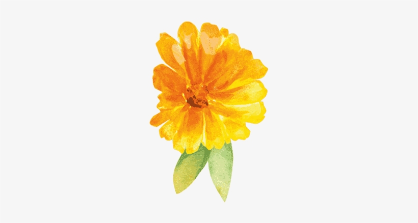 Calendula English Marigold 384x384 Png Download Pngkit
