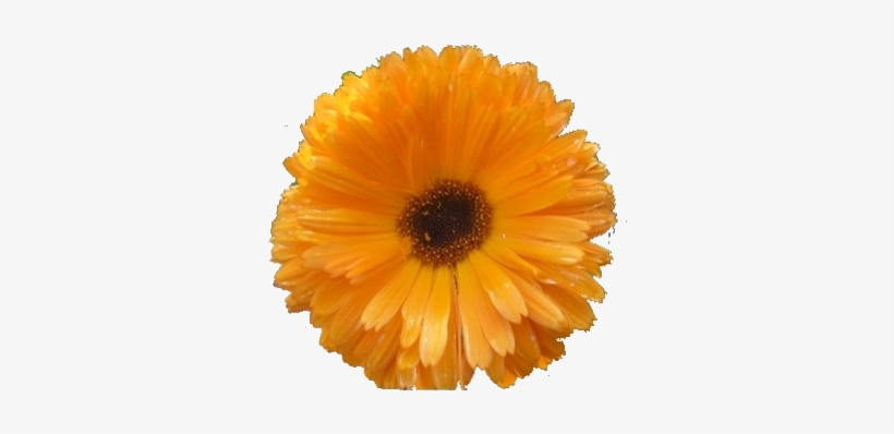 Flowers - Clip Art, transparent png