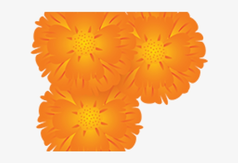English Marigold, transparent png