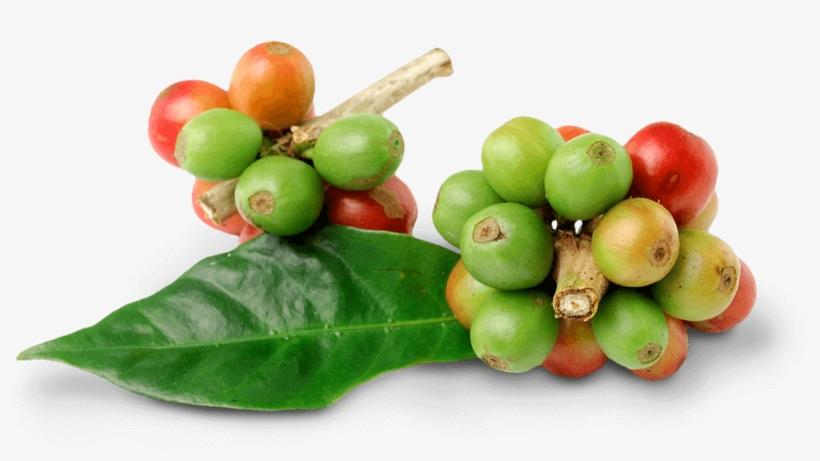 Coffee - Coffee Bean Leaf Png, transparent png