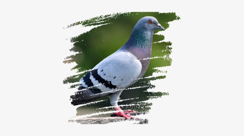 We Have Also Recently Developed New Health Aid Supplements, - Pigeons And Doves, transparent png