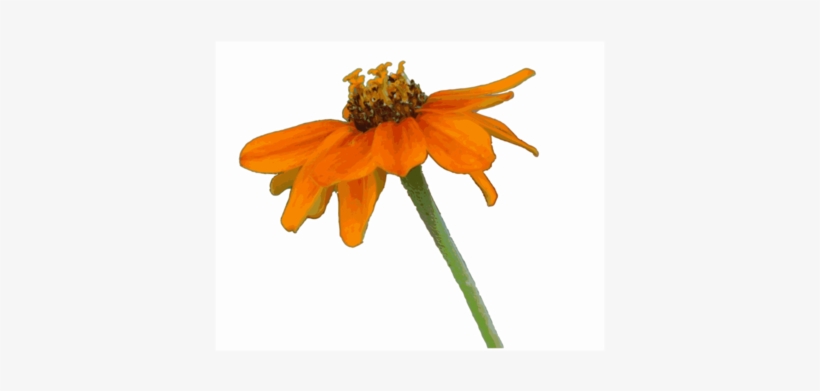 Zinnia Rambo Drawing Petal - Rambo, transparent png