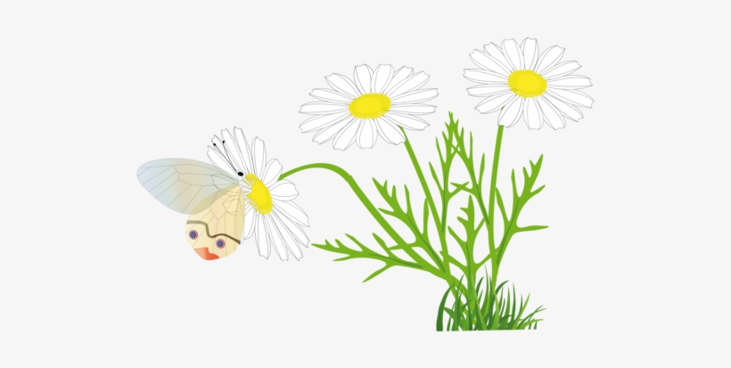 Download Marguerite Daisy Drawing Line Art - Marguerite Clipart, transparent png