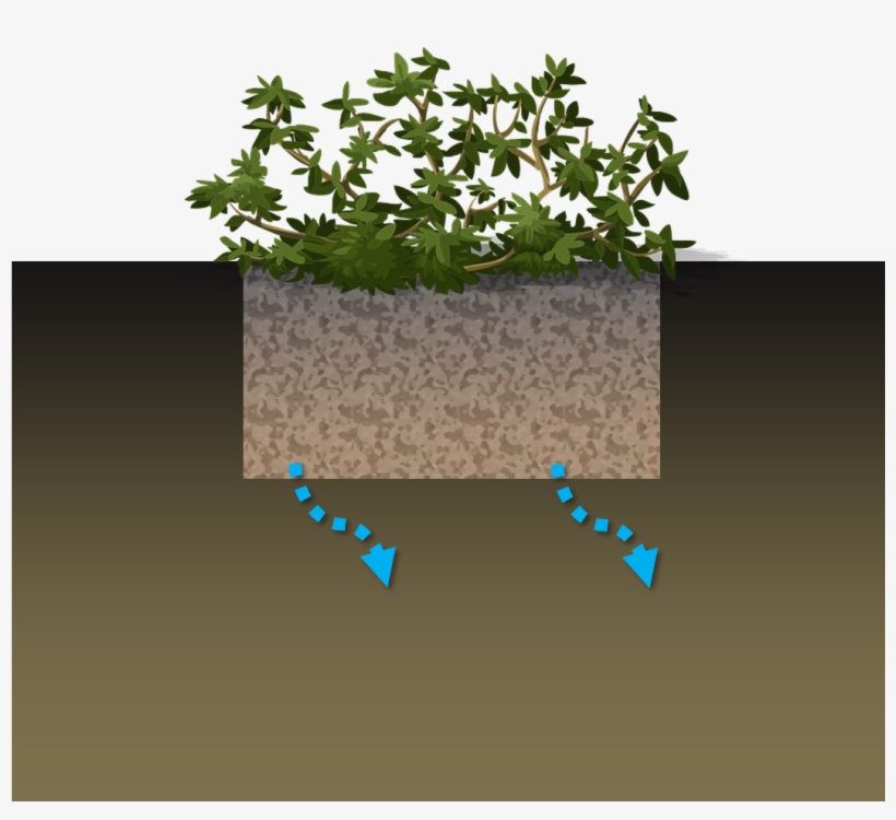 Rain Garden Schematic - Shrub, transparent png