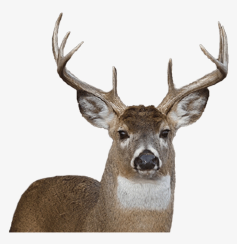 Deer Png Face - Transparent Deer, transparent png