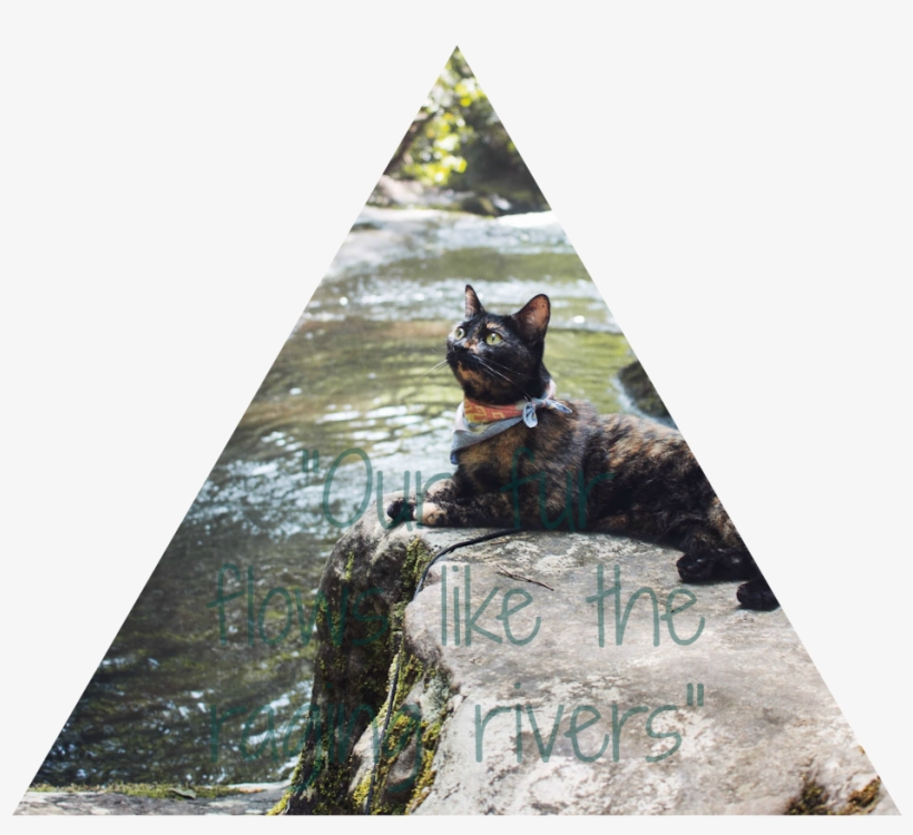 Waterfalls Of Stars - Black Cat, transparent png