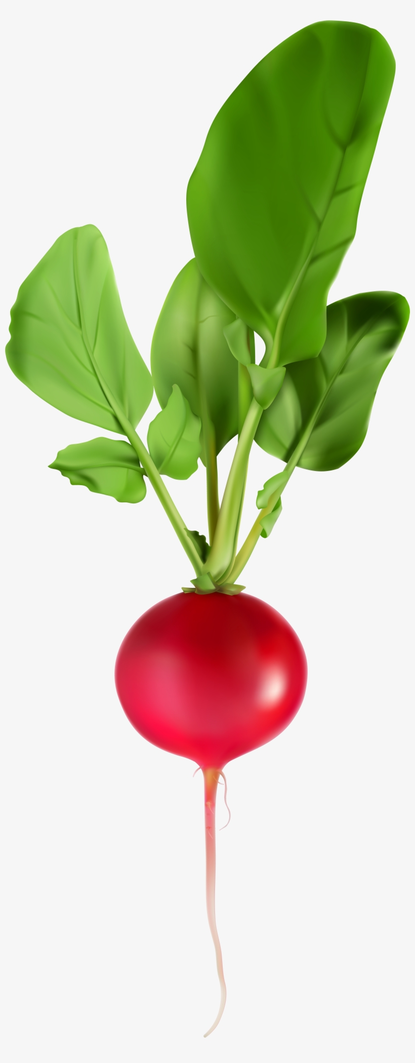 Vegetables Png Images, transparent png