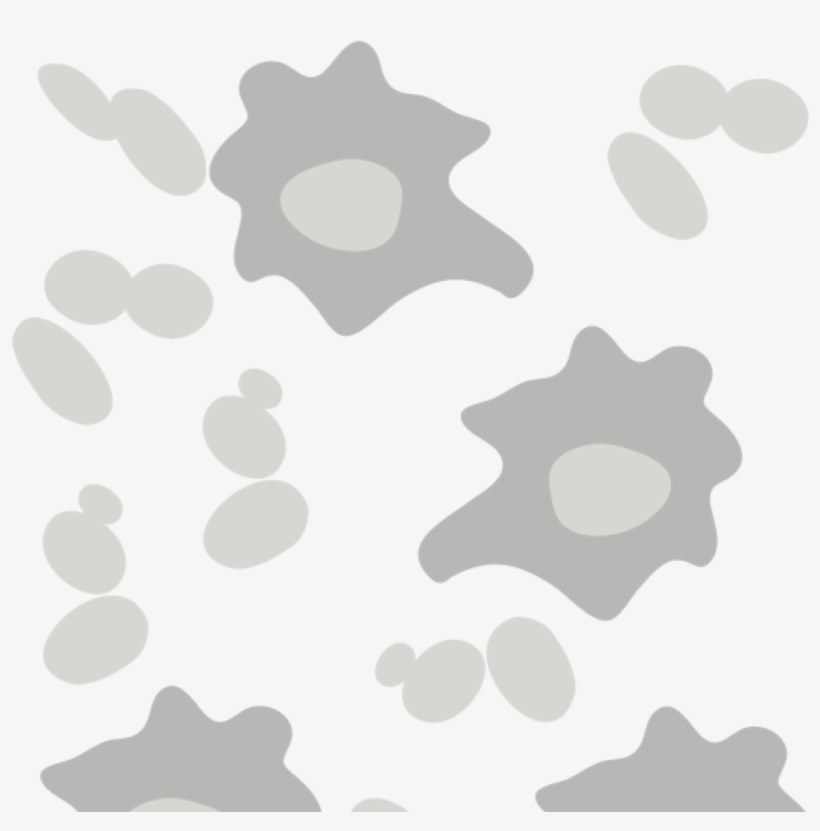 Palani, transparent png