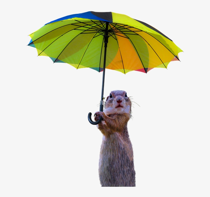 Animals, Meerkat, Isolated, Umbrella, Rain Protection Animals With A Umbrella 720x720 PNG