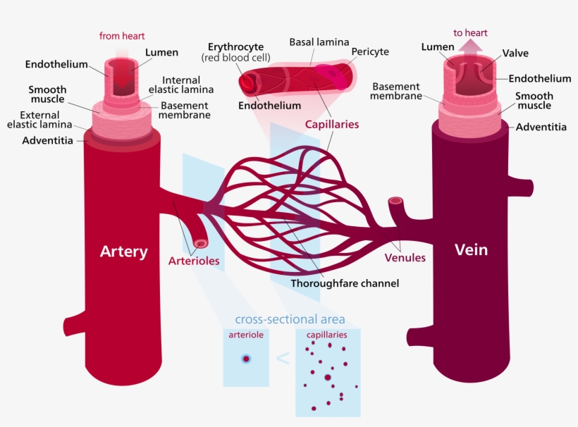 Blood Vessels, transparent png