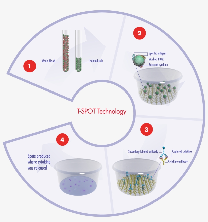 The Principles Of Our T-spot Assay System Using Blood - Tb Spot, transparent png