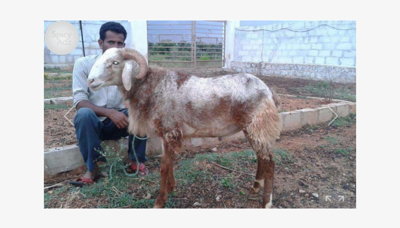 200 Sheeps Of Telangana Is For Sell Hyderabad - Bakrid Sheeps, transparent png