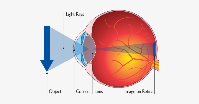 Normaleye - Does The Eye See, transparent png