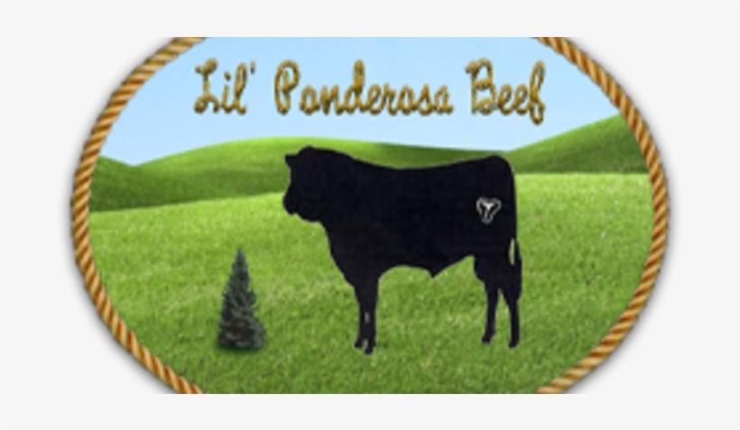 Cattle, transparent png