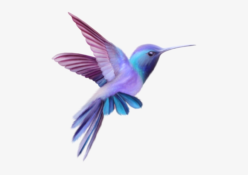 Nld Bird - Color Hummingbird, transparent png