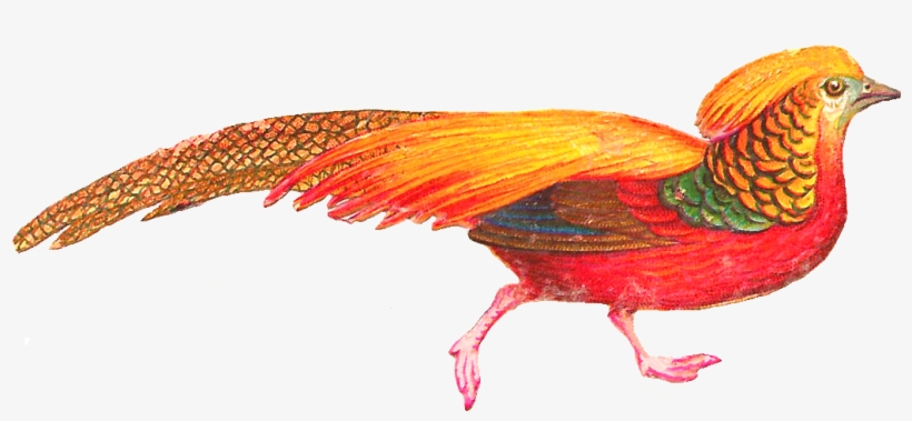 Spectacularly Colorful Bird This Is A Lovely Little - Clipart Beautiful Bird, transparent png